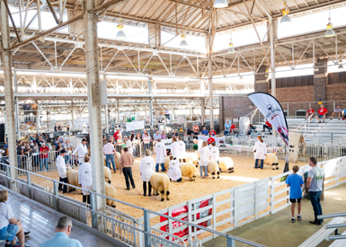 Valais Blacknose Sheep - The Cutest Sheep in the World - Valais Iowa